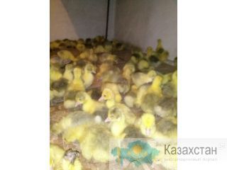 Гусята 1150 тг. Астана