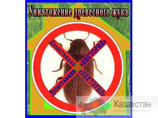 Дезостанция ВИКТОРИЯ.  Уничтожение древесного жука (короеда) в Алматы и области. Алматы и Алматинская область