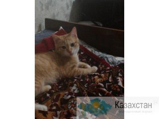 Отдам котенка Тараз