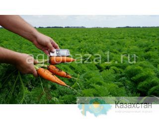 Морковь оптом напрямую с фермерского хозяйства (от 20 тонн) Алматы