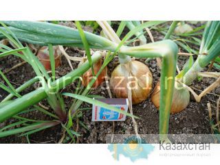 Ранний лук оптом с фермерского хозяйства Астана