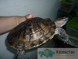 Красноухая черепаха Риддер