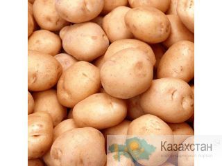 Картофель оптом +5 от производителя! Костанай