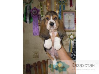 продам щенков породы бассет-хаунд Усть-Каменогорск