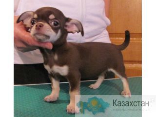 Щенки чихуахуа Караганда