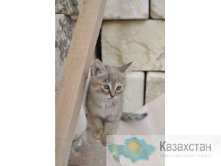 отдам котенка Актау