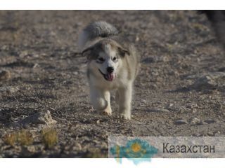 Продается щенок маламута Актау