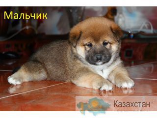 Шиба ину щенков продаю Алматы