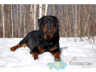 Ротвейлер Темиртау