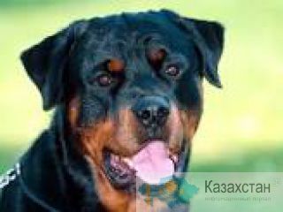 Животные Темиртау