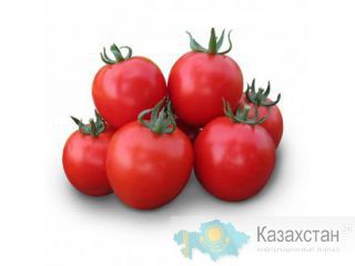 Семена Китано Астана и Акмолинская область
