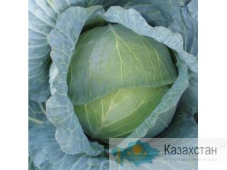 Семена фирмы Китано Астана и Акмолинская область