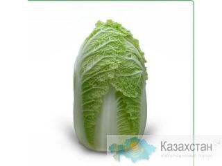 Семена Китано (KITANO SEEDS) Астана и Акмолинская область