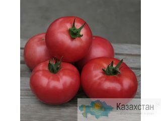 Семена фирмы Китано (KITANO SEEDS) Астана и Акмолинская область