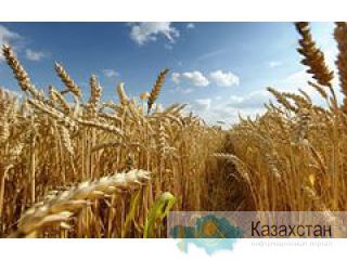 ПРОДАМ С/Х ПРЕДПРИЯТИЕ В СВЕТЛИНСКОМ РАЙОНЕ  ОРЕНБУРГСКОЙ ОБЛАСТИ ОРСК