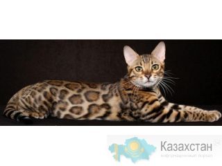 Бенгальские котята - ХОЧЕШЬ ДОМА ЛЕОПАРДА? Уральск