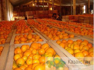 Мандарины оптом от Импортера. Астана