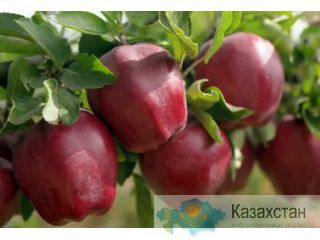 Яблоки американка,золотой превосходный, айдарет Алматы