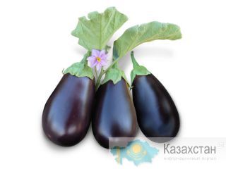 Семена баклажана Prado F1 / Прадо фирмы КИТАНО Астана и Акмолинская область