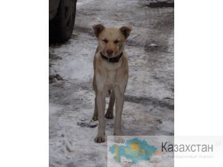Найдена собака Алматы