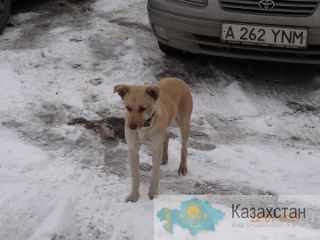 Найдена собака - ищет хозяина Алматы