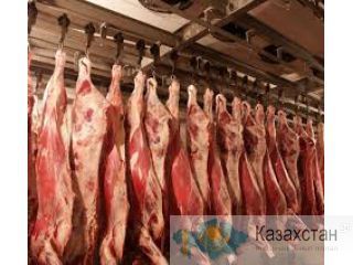 ищем поставщиков мяса туши, п/туши Алма-Ата
