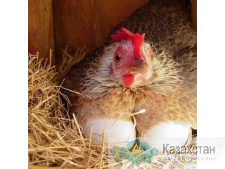 Куры несушки Костанай