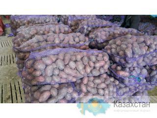 Картофель 5+ оптом от производителя Астана