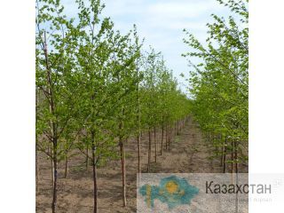 Продаем сеянцы березы повислой Астана