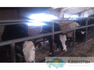 Нетели Пензенская область
