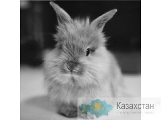 Продам декоративного кролика вместе с клеткой ВКО, с. Бобровка
