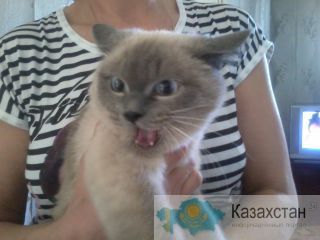 Отдам кошек в хорошие руки г. Алматы