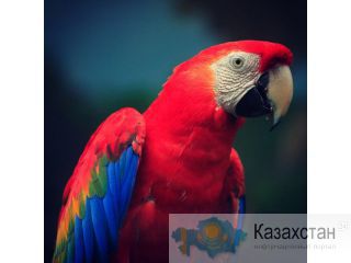 Jidkij Kashtan Астана