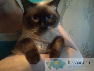 Отдам кошечек в очень хорошие руки. Алматы