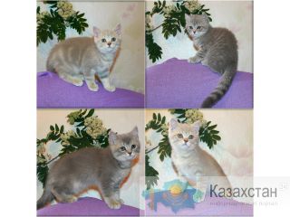 британские котята с питомника Павлодар