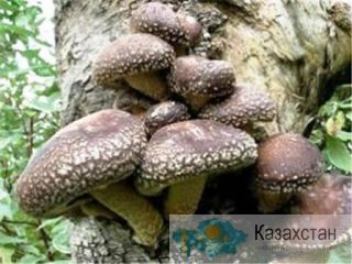 Продам жидкий маточный мицелий Шиитаке Кострома