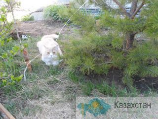 пропал котик Костанай