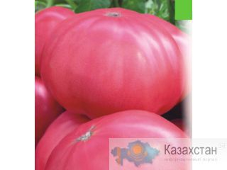 Продам оптом овощи Алматы