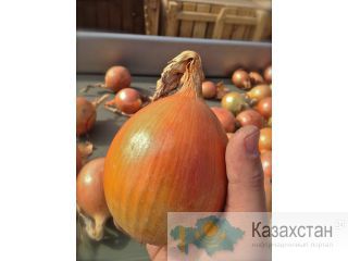 Свежие овощи (Лук, Морковь, Свекла) Алмата