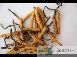 Работа для безработных. Алматы