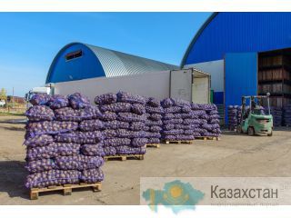 Продаем картофель оптом Красноуфимск