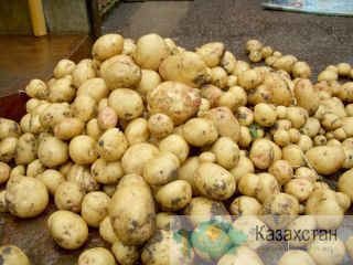 Продам картофель оптом от производителя Семей