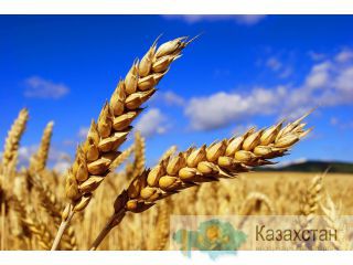 Тоо Nur- Agro2014. Закупаем Зерно 3,4,5 класс, ячмень,овёс,лен,нут,семечки.+77750005704А Костанай