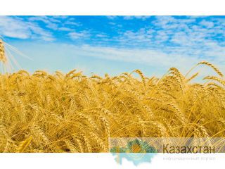 Продам пшеницу, зерноотходы,ячмень, овёс. По всей территории РК и РФ и других стран. Костанай
