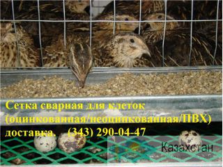 Сетка сварная Алматы и Алматинская область