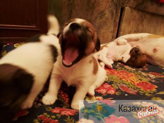 Щенки Джек Рассел терьера Алматы