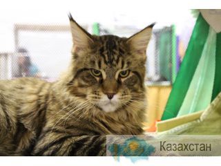 Котята Мейн кун Орск
