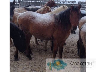 лошади башкирской породы Ялуторовск