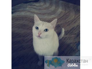 отдам красивого кота добрые руки в связи с уездом Актау