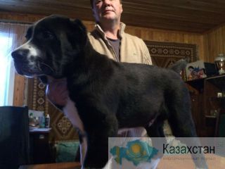 Продам щенков Алабая Новосибирск